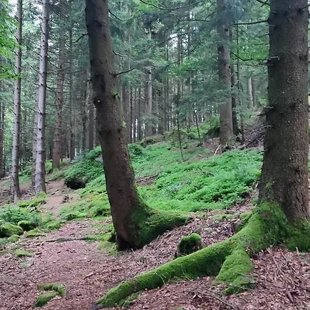 Aparthotel Stressless Aktivcard Bayerischer Wald Inklusive Sankt Englmar